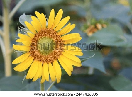 Close up beautiful sunflower,yellow sunflower in nature garden.