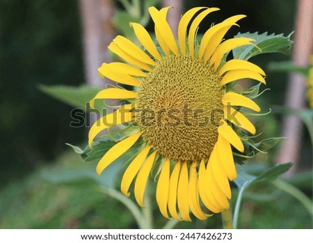 Close up beautiful sunflower,yellow sunflower in nature garden.