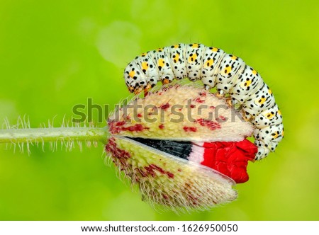 Similar – Image, Stock Photo anthurium Anthurium