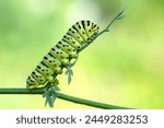 Close up   beautiful Сaterpillar of swallowtail 
Monarch butterfly from caterpillar
