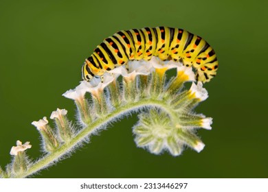 Close up   beautiful Сaterpillar of swallowtail 
					Monarch butterfly from caterpillar
					
					
					