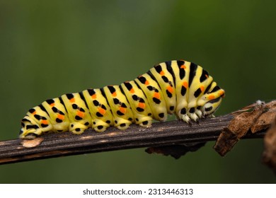 Cerrar   С oruga hermosa de cola de cerda 
Mariposa monarca de la oruga


