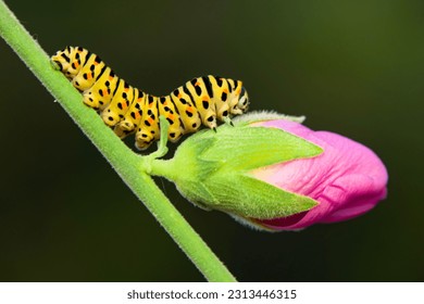 Close up   beautiful Сaterpillar of swallowtail 
					Monarch butterfly from caterpillar
					
					
					