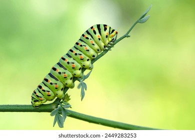 Close up   beautiful Сaterpillar of swallowtail 
Monarch butterfly from caterpillar
