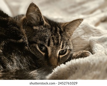 A close up of a beautiful tabby cat  snuggled into a white blanket. She has beautiful black, brown and grey stripes with green eyes.  - Powered by Shutterstock