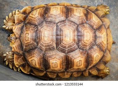 Close up of beautiful tortoise shell top view armature turtle old broke real texture background  