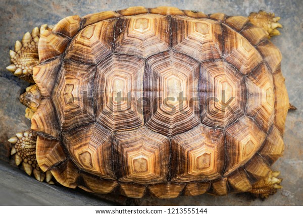 Close up of beautiful tortoise\
shell top view armature turtle old broke real texture background \
