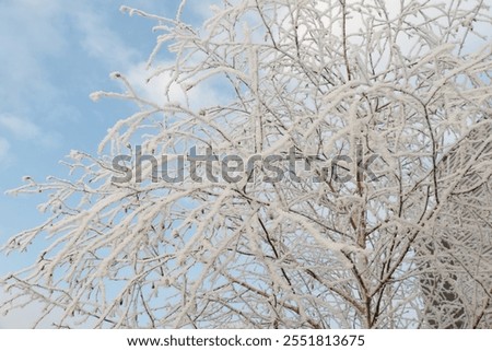 close up of beautiful tree branches cascading and covered in white spikey frost outside on an icy winters day