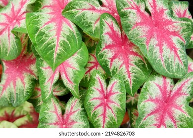 Close up beautiful tropical foliage plant, Caladium 'Rosebud' with pink, white and green color texture background. Nature background.                             