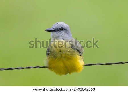 Close up of a beautiful  Tropical Kinngbird (Tyrannus melancholicus)perched on a barbed wire fence line