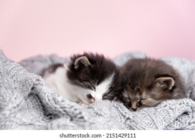 Close up of beautiful two small striped domestic kittens sleeping hugging each other at home lying on comfortable bed grey knitted blanket funny pose. Cute adorable pets cats concept