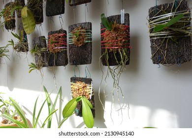 Close Up Of Beautiful Vertical Garden At At Public Housing Block In Singapore. Botany And Agriculture Concept.