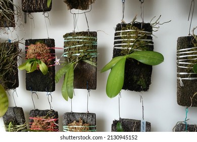 Close Up Of Beautiful Vertical Garden At At Public Housing Block In Singapore. Botany And Agriculture Concept.