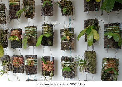 Close Up Of Beautiful Vertical Garden At At Public Housing Block In Singapore. Botany And Agriculture Concept.