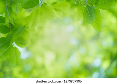 Close Up Beautiful View Of Nature Green Leaves On Blurred Greenery Tree Background With Sunlight In Public Garden Park. It Is Landscape Ecology And Copy Space For Wallpaper And Backdrop.