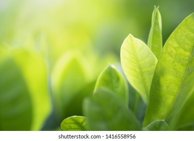 Close up beautiful view of nature green leaves on blurred greenery tree background with sunlight in public garden park. It is landscape ecology and copy space for wallpaper and backdrop. - Shutterstock ID 1416558956