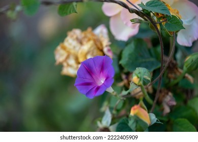 Close up of beautiful violet floral  - Powered by Shutterstock