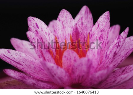 Close up of beautiful water lily in pond, The new hybrid water lily in Thailand. Beautiful lotus on nature background. Selective focus and free space for text. Colorful of lotus for natural background