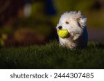 A CLOSE UP OF A BEAUTIFUL WHITE COTON DE TUELAR LOOKING LEFT IN THE FRAME WITH A GREEN BALL IN HIS MOUTH WITH A BRIGHT GREEN LAWN AND A BLURRY BACKGROUN ON MERCER ISLAND WASHINGTON