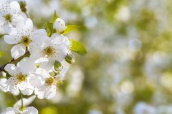 Close Up Of Beautiful White Flowers Of Fruit Tree Against Blurred Background On Sunny Spring Day, Selective Focus. Spring Background With Fruits Tree Blooming.