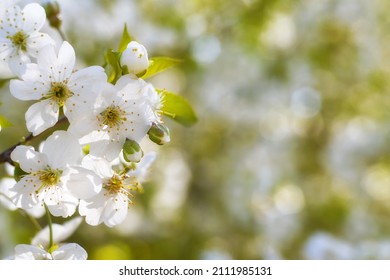 Close Up Of Beautiful White Flowers Of Fruit Tree Against Blurred Background On Sunny Spring Day, Selective Focus. Spring Background With Fruits Tree Blooming.