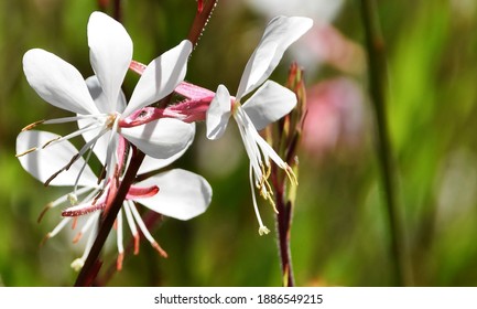 Close up of beautiful white gaura Whirling Butterflies blossoms - Shutterstock ID 1886549215