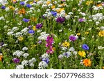 Close up of Beautiful wild flower background. The Bee Meadow with plants, wildflowers, flowers which offer the bees a sufficient supply of pollen and nectar in the Alps mountains, Europe.