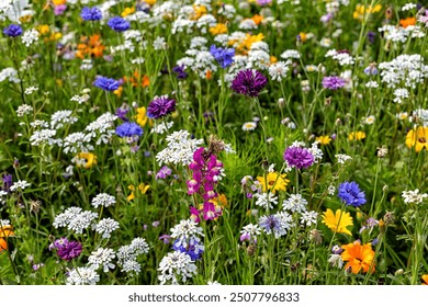 Close up of Beautiful wild flower background. The Bee Meadow with plants, wildflowers, flowers which offer the bees a sufficient supply of pollen and nectar in the Alps mountains, Europe.
