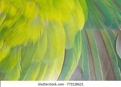 Close Up Beautiful Wing Parrot Macaw Feather Background