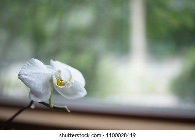 close up beautiful withe orchid flower 