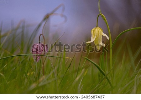 close up of a beautiful yellow chess flower (fritillaria meleagris) in a natural green meadow at Juliusplate (district Wesermarsch, Germany), a blurred purple blossom can be seen in background