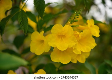 Close up beautiful yellow elder, yellow bells,Trumpet flower 