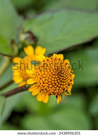 Close up of beautiful yellow flowers Legetan or Latin name Acmella oleracea