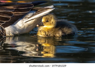 Oies De Bebe Images Photos Et Images Vectorielles De Stock Shutterstock