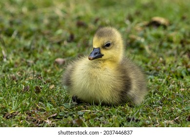 Oies De Bebe Images Photos Et Images Vectorielles De Stock Shutterstock Oies De Bebe Images Photos Et Images Vectorielles De Stock Shutterstock