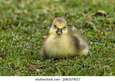 9,448 Yellow baby goose Images, Stock Photos & Vectors | Shutterstock