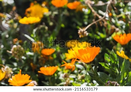 Close up to beautiful yellow margaritas flowers with unfocused background, in Tarma Peru