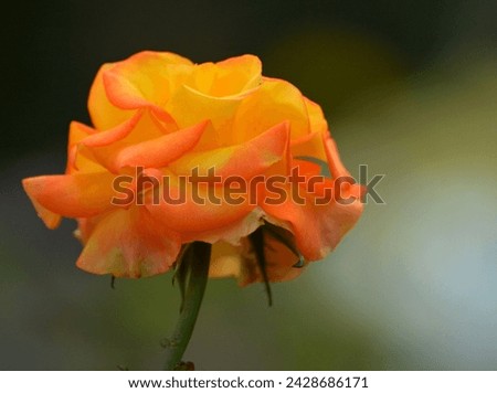 Close up Beautiful Yellow Rose or Rosa, Chris Evert Rose