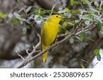 Close up of a beautiful Yellow Warbler (Setophaga petechia) male perched