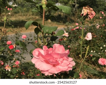 Close Up Of Beautifull Roses With Lush Green Leaves Planted In Garden. Flowers Mobile Photography. Red And Pink Roses. Vibrant Flowers Close Up. - Powered by Shutterstock