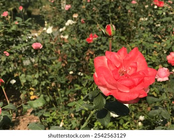 Close Up Of Beautifull Roses With Lush Green Leaves Planted In Garden. Flowers Mobile Photography. Red And Pink Roses. Vibrant Flowers Close Up. - Powered by Shutterstock