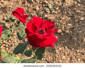 Close Up Of Beautifull Roses With Lush Green Leaves Planted In Garden. Flowers Mobile Photography. Red And Pink Roses. Vibrant Flowers Close Up. - Powered by Shutterstock