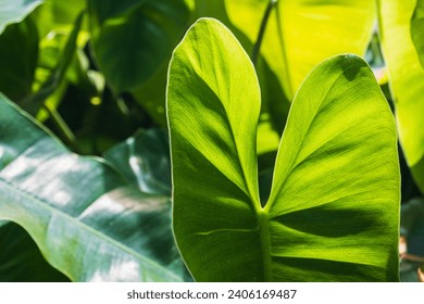 Close up of beauty of the green natural leaves with heart pattern glow bright in the morning sun, The texture of a Philodendron in Thailand parks for refreshing wallpaper
