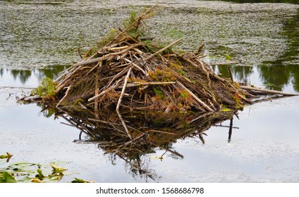 Close up of a beaver lodge sitting on a still lake surrounded by Water Lilies.