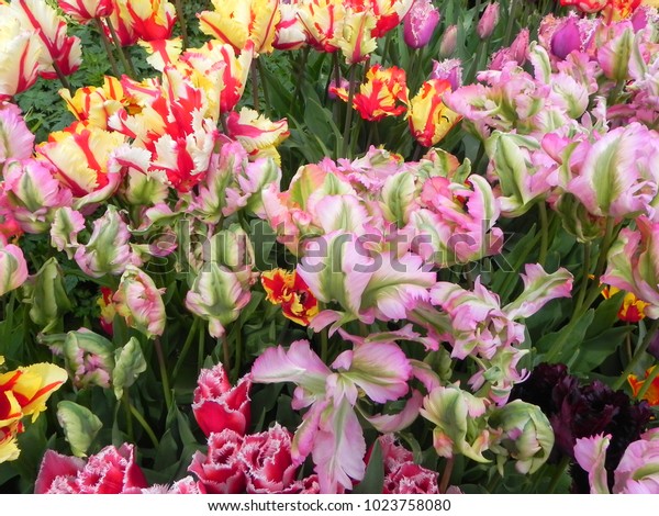 A\
close up of a bed of multi-coloured parrot\
tulips.