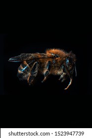 Close up of a Bee
