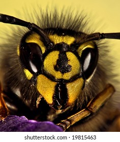 1000 Bee Eye Close Up Stock Images Photos Vectors Shutterstock