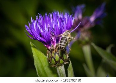 close up of a bee flying towards a purple cornflower. Beautiful purple color and details of the flower. The bee is flying away from the camera - blurred dark background