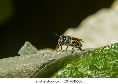 close up of bee in garden