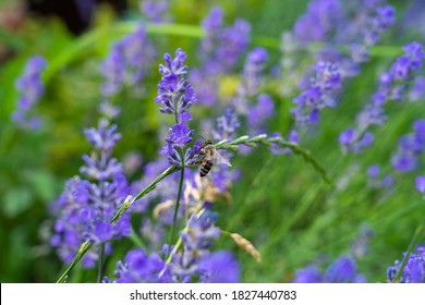 True Lavender の画像 写真素材 ベクター画像 Shutterstock